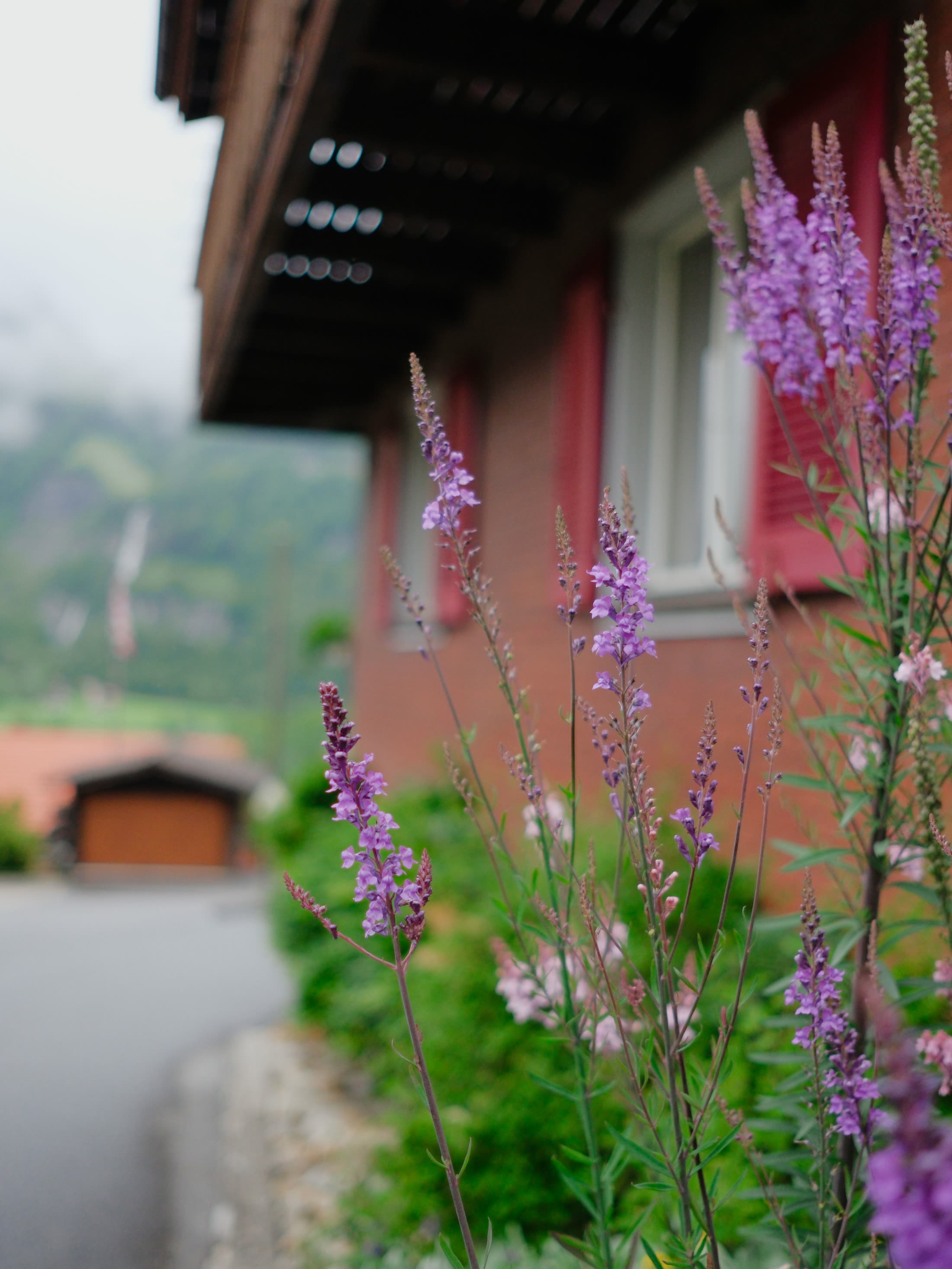 Wild alpine flowers growing beside a Swiss chalet
